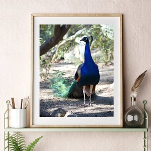 Peacock Art Downloadable Printable Bird Photography