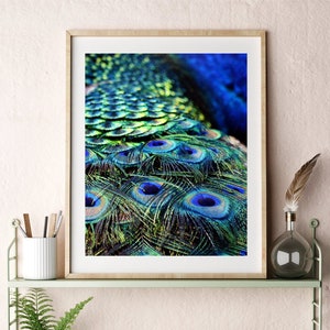 Peacock Feather Photography Downloadable Printable Bird Wall Art