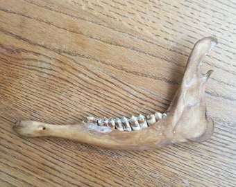jaw bone deer items