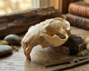 Haut véritable tête de mort de castor - Qualité artisanale Oddity