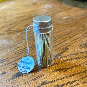 Authentic Quill Vial Specimen Display Cabinet Oddity Collection Natural Artifact Display Case For Science Teacher Gift For Collector
