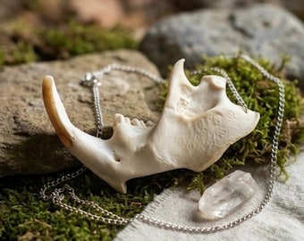 Beaver Jaw Necklace, Real Bone Jewelry, Oddity and Curiosity. Witchcraft Altar Supplies, Unisex