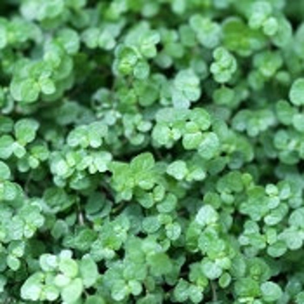 Baby tears terrarium plant