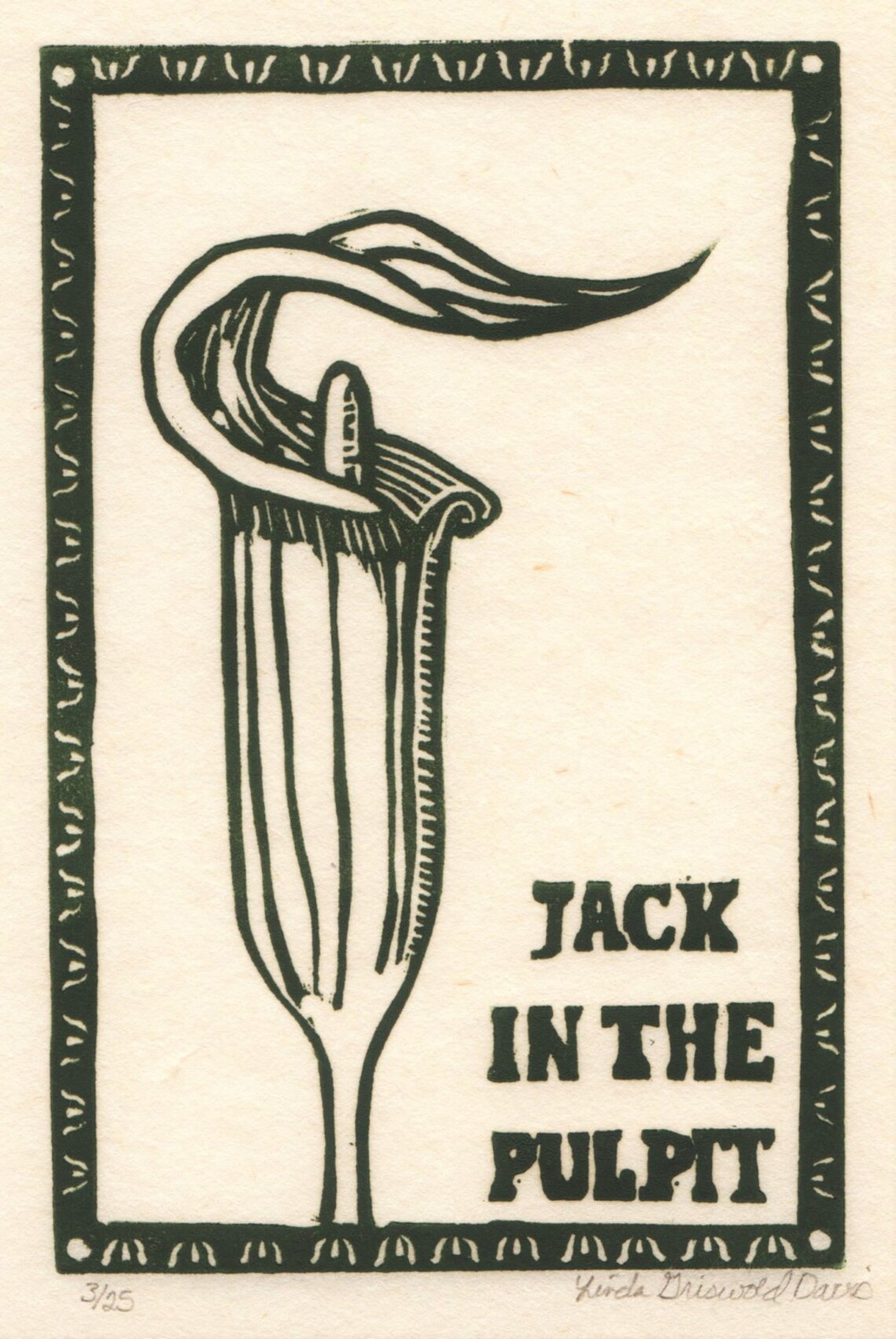 Jack in the Pulpit - Etsy