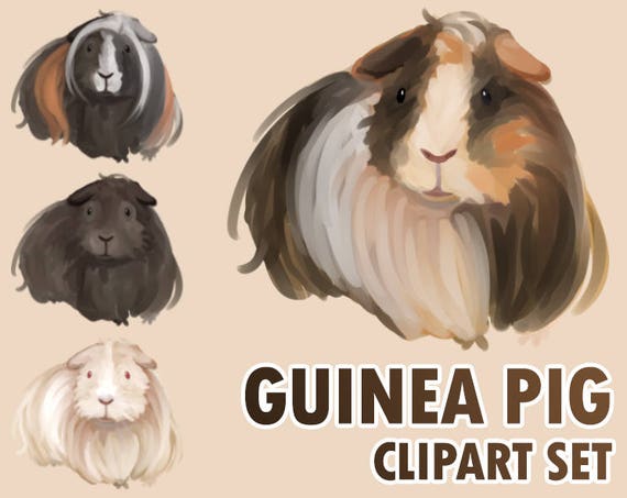 16 Guinea Pig Clipart Illustration Transparent PNG for | Etsy