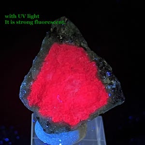 Può includere: Un campione minerale con un nucleo rosso vibrante, circondato da un esterno scuro e strutturato. Il testo "with UV light It is strong fluorescent" è visibile. Il campione è esposto su un supporto blu su sfondo nero.