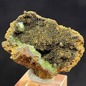 May include: A close-up of a mineral specimen featuring a cluster of small, sparkling, olive-green crystals. The crystals are set against a backdrop of dark brown and yellow-brown matrix, creating a striking contrast. The mineral is mounted on a clear stand.