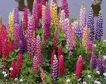 Lupinus polyphyllus 25 Samen Lupine Russell Strain Mix Blume