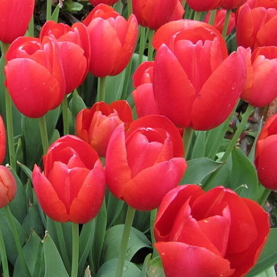 Rare Tulip Bulbs Available Red Tulips Variety Fresh Bulbous Etsy