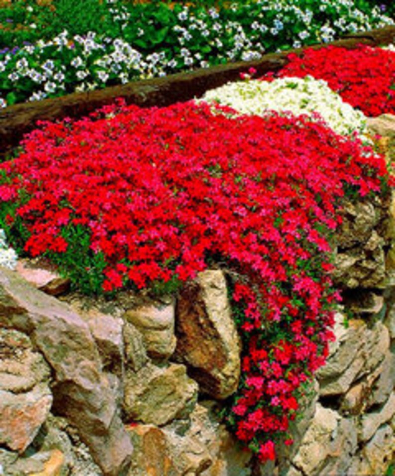 100 Seeds Creeping Thyme Seeds Red Rock Cress Seeds Ground