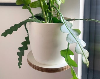 Birch Plywood Round Wall Shelf: Small Space Decor - Medium