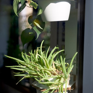 May include: Two potted plants hanging on a window. The top plant has green leaves and is in a white pot. The bottom plant has long green leaves and is in a white pot. Both pots are on wooden shelves.