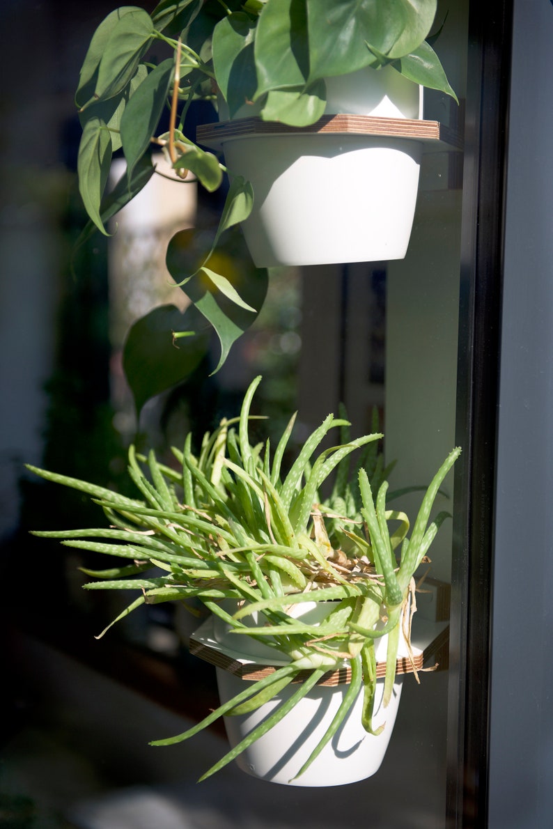 May include: Two potted plants hanging on a window. The top plant has green leaves and is in a white pot. The bottom plant has long green leaves and is in a white pot. Both pots are on wooden shelves.