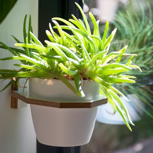 May include: A white ceramic planter with a green succulent plant growing inside. The planter is mounted on a wooden shelf.