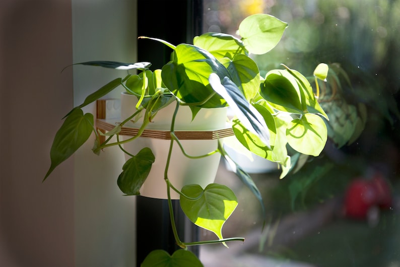 Large plant holder with white pot. The plant inside is a heartleaf philodendron. Made from birch plywood these plant holders are very strong and designed for easy access.