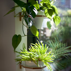 May include: Two potted plants hanging on a wall next to a window. The top plant has green leaves and is in a white pot. The bottom plant has long, green leaves and is in a white pot with a wooden shelf.