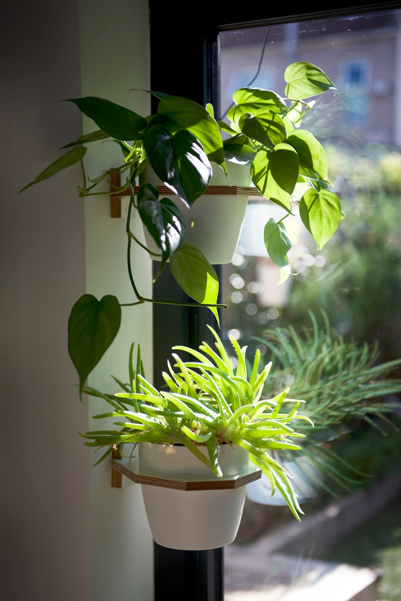 May include: Two potted plants hanging on a wall next to a window. The top plant has green leaves and is in a white pot. The bottom plant has long, green leaves and is in a white pot with a wooden shelf.