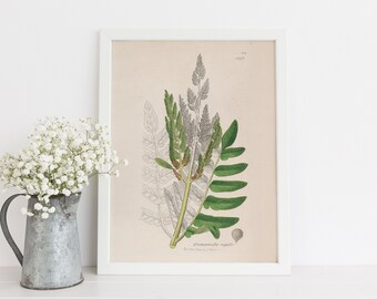 Fern Botanical Illustration, Vintage Botanical Print, Printable Plant Art