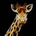 Fractal April the Giraffe Tribute Cross Stitch Printable Needlework Pattern - DIY Crossstitch Chart, Instant Download PDF