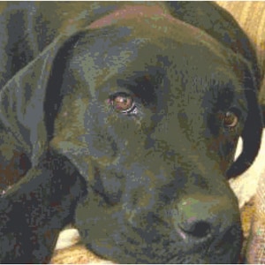 Chocolate Lab Dog Cross Stitch Pattern, Instant Download PDF