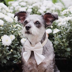 White Wedding Dog Bow and Collar Set, Ivory Dog Bow Tie, Grey Vegan Leather Rose Gold Collar, Girl Dog Collar, Girly Rose Gold Dog Collar image 9