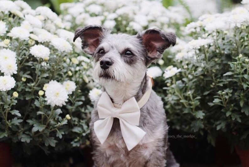 White Wedding Dog Bow and Collar Set, Ivory Dog Bow Tie, Grey Vegan Leather Rose Gold Collar, Girl Dog Collar, Girly Rose Gold Dog Collar image 9