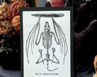 5x7 Art Print Vintage Illustration Zoological Skeleton Of The Bat Victorian Era Gothic Goth Halloween Home Wall Art Decor Gift