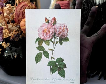 5x7 Art Print Vintage Illustration Pierre Joseph Redoute Rosa Damascena Italica Botanical Wall Decor Gift
