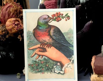 5x7 Art Print Vintage Illustration Victorian Era Pigeon Bird Nature Home Wall Decor Gift
