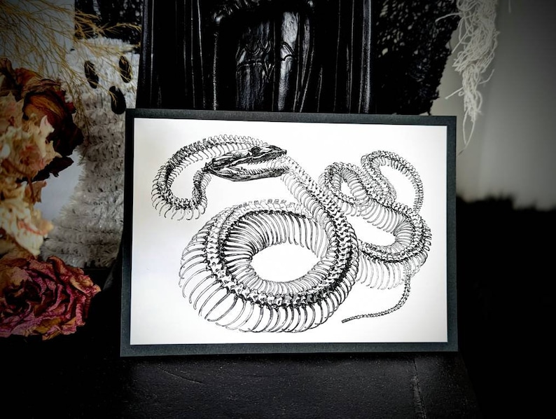 May include: Black and white illustration of a snake skeleton. The snake is curled up in a coil, with its head raised and its tail curled around its body.