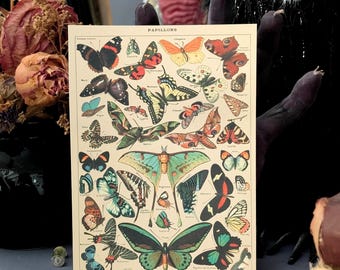 5x7 Art Print Vintage Illustration Moths Butterflies Insects Bugs Etymology Chart Nature Home Wall Decor Gift
