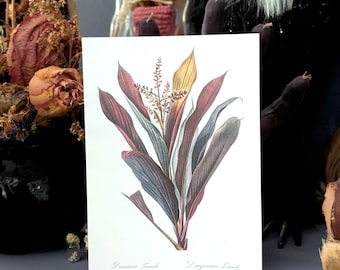 5x7 Art Print Vintage Illustration Pierre Joseph Redoute Cordyline Fruticosa Dragon Lily Botanical Wall Decor Gift