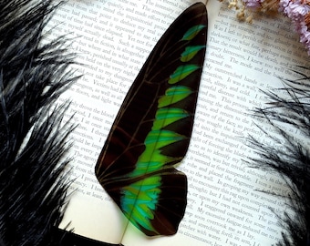 Clear Bookmark Vintage Illustration E.A. Seguy Moth Wing Insect Bug Nature Dark Academia Handmade Art Book Reader Lover Gift Handmade Artist