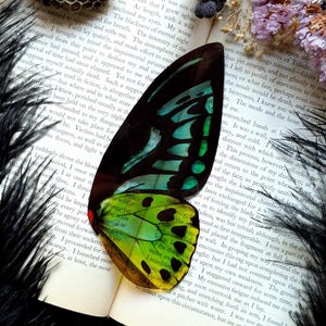 May include: A single butterfly wing with a gradient of vibrant blue, green, and yellow, featuring black veins and spots. The wing is placed on an open book with printed text, surrounded by a honeycomb, dried purple flowers, and black feathers.