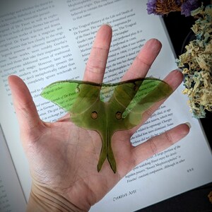 Clear Bookmark Green Luna Moth Goth Dark Academia Cottagecore Fairy Witch Nature Bug Insect Butterfly Handmade Artist Book Reader Lover Gift image 3