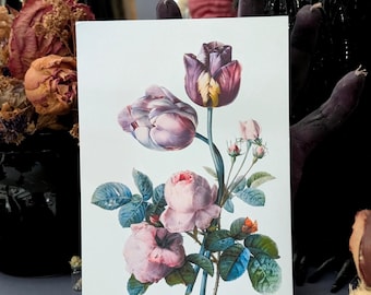 5x7 Art Print Vintage Illustration Pierre Joseph Redoute Cabbage Rose Two Tulips Small Tortoiseshell Butterfly Botanical Wall Decor Gift