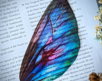 Clear Bookmark Fairy Wing Pretty Colorful Whimsical Nature Goth Gothic Dark Academia Fairycore Cottagecore Witchcore