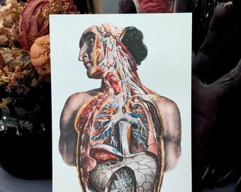 5x7 Art Print Vintage Illustration Medical Anatomy Human Body Scientific Goth Gothic Horror Halloween Home Wall Decor Gift Weird Dark