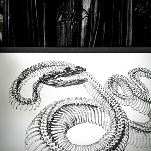 May include: A black and white illustration of a snake skeleton. The snake is curled up in a coil, with its head raised and its mouth open.