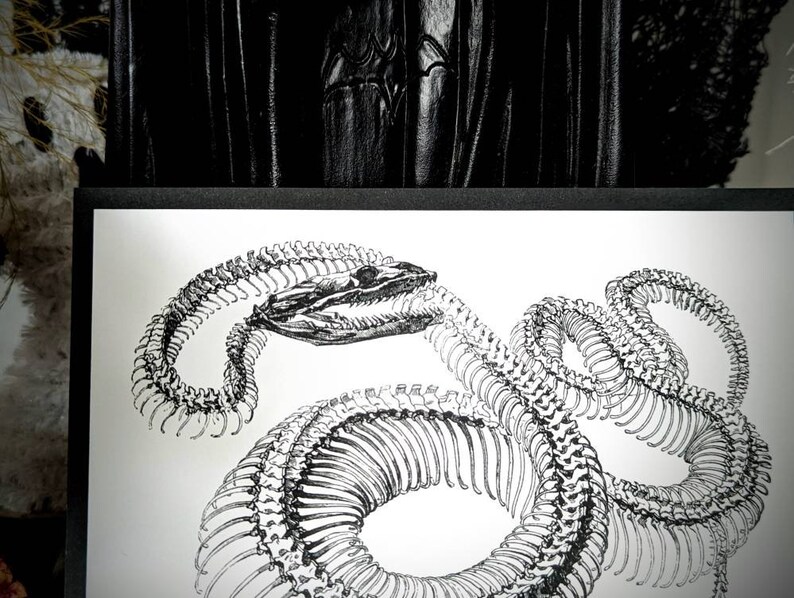 May include: A black and white illustration of a snake skeleton. The snake is curled up in a coil, with its head raised and its mouth open.