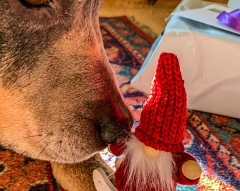 Doggy Christmas Discovery