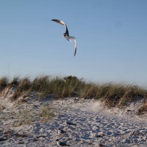 Seagull in Flight