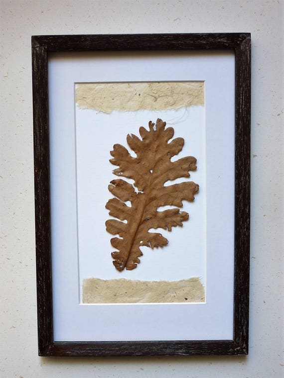 Original Herbarium Wall Art Framed Botanical Real Image 0