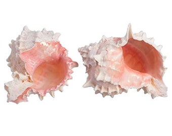 Hermit Crab Murex Shell | 2 Pink Murex Sea Shell 3"-4" | Hermit Crab Home