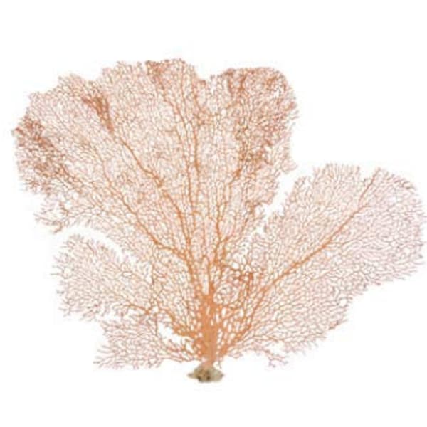 Sea Fan Coral | Orange Coral Sea Fan 7" to 10" | Natural Real Piece of Coral Sea Fan