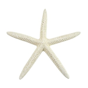 Starfish Decor 10 Pack Assorted Star Fish 2 to 4in Starfish for Crafts White Starfish Wall Decor Beach Wedding Starfish Beach Starfish Decor