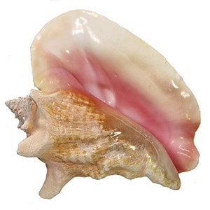 May include: A large conch shell with a natural, textured surface. The shell features a mix of tan, brown, and cream colors, with a glossy, pink interior. The shell's shape is spiraled and curved, showcasing its natural beauty.