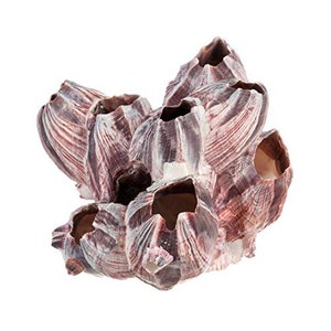 May include: A cluster of purple and white barnacles, a type of marine crustacean, with a rough, textured surface. The barnacles are clustered together in a natural formation.