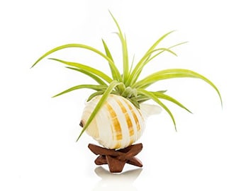 Air Plant | Velutina Air Plant with Tonna Shell and Stand Gift Set | 3-4" Air Plant with 3-3.5" Banded Tonna Shell