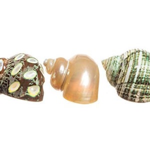 May include: Three seashells of varying colors and textures are displayed against a white background. One shell is brown with oval-shaped white and yellow markings. Another is a pearlescent orange. The third is green and white.